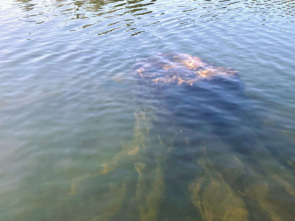 Alton Baker canoe canal