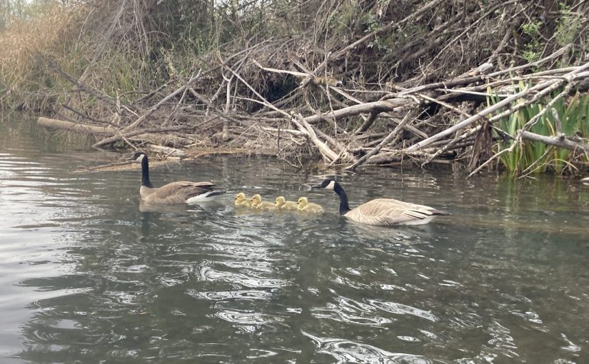 family of Canada geese