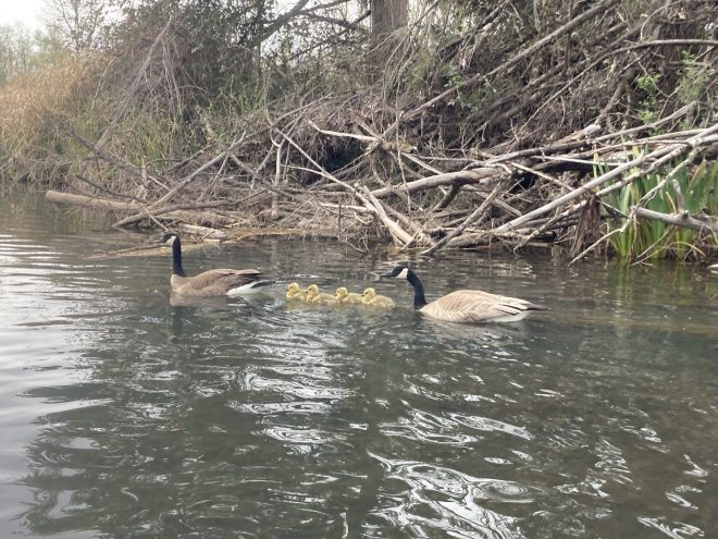 family of Canada geese