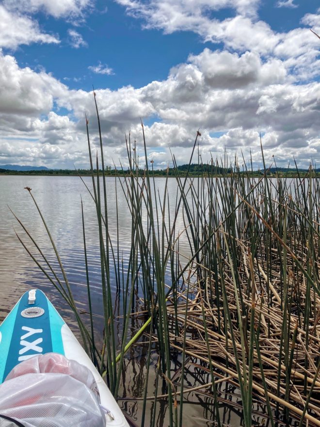 fern ridge lake marsh
