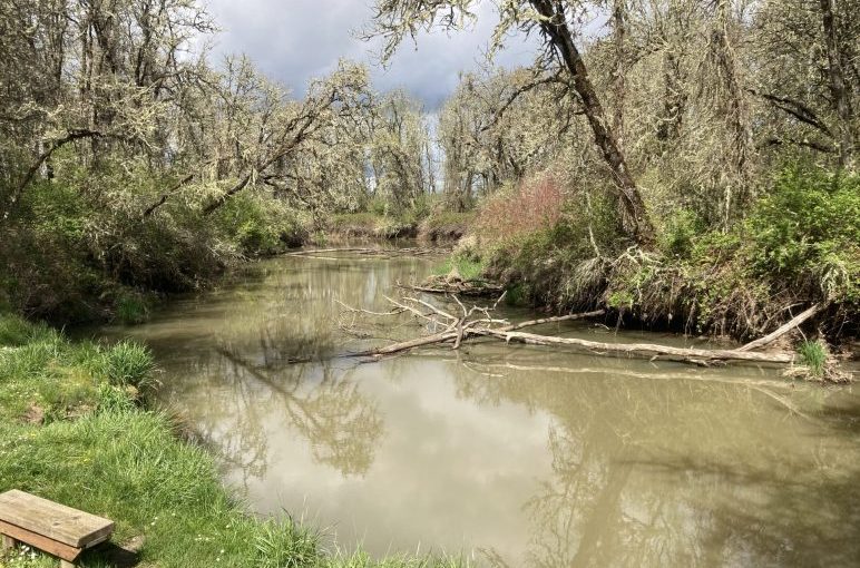 Coyote Creek Trail at Fern Ridge&nbsp;Lake