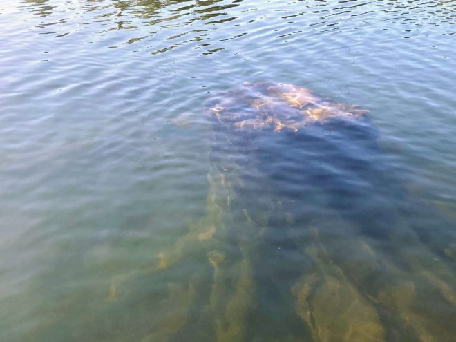 Alton Baker canoe canal