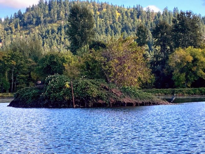 Cheadle lake wildlife