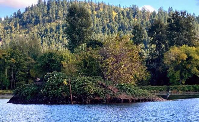 Cheadle lake wildlife
